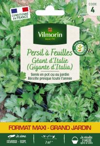 Persil Gigante d'Italie (Géant d'Italie) - Grand Modèle